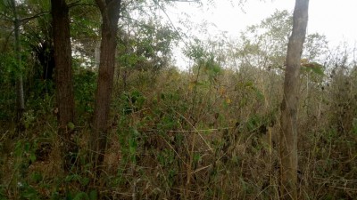 546 hectares avec plan +mandat