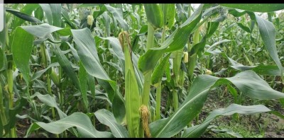 16 hectares rural avec titre foncier