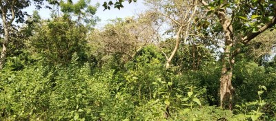 5 hectares bordés de rivière avec titre foncier à 450m du goudron