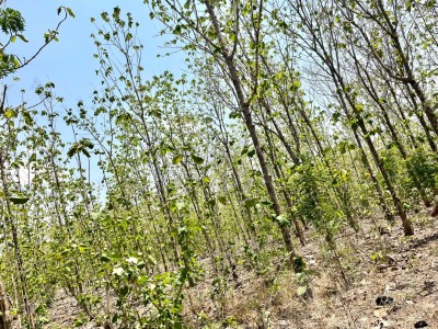 13.5 hectares avec titre foncier à 10km du goudron