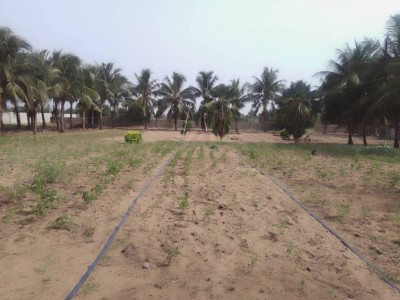 4 lots collés avec titre foncier  coté plage à 300m du goudron