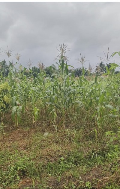ferme agricole de 3 hectares  avec titre foncier à 900m du goudron