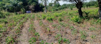 7 hectares avec 1 tampon otr à 4km du goudron