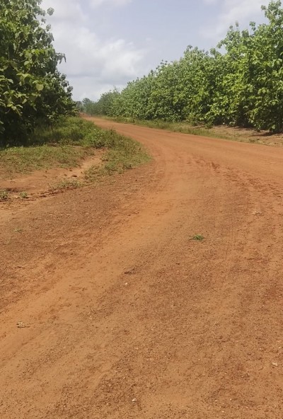 50 hectares avec 3 tampons à 5,5km du goudron nationale 1